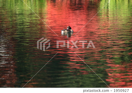 Pond in the clouds of autumnal leaves 1950927