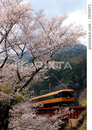 Higanbakura和火車 1950971
