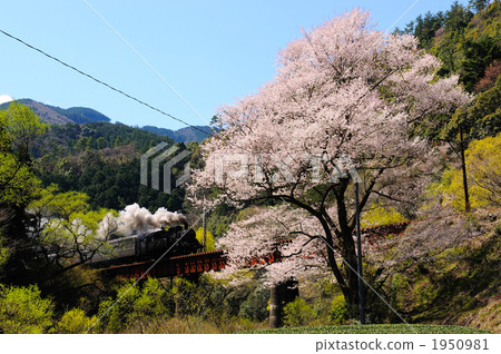 Higansaki cherry tree and steam locomotive 1950981