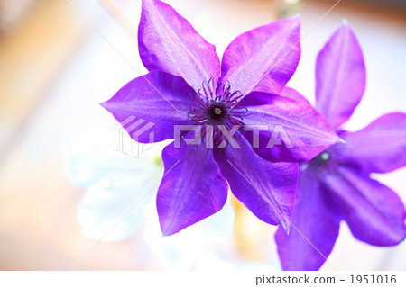 clematis florida, bloom, blossom 1951016