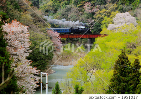 Higansaki cherry tree and steam locomotive Higansaki cherry tree and steam locomotive 1951017