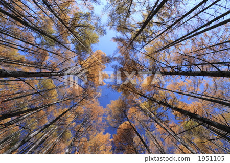 落葉松林 1951105