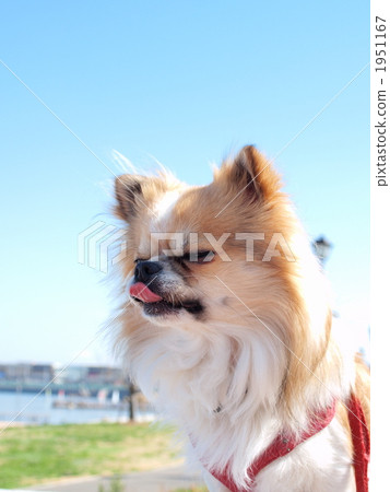 Under the blue sky 1951167