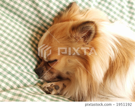 afternoon nap afternoon nap 1951192