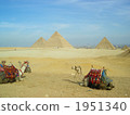 Scenery of Egypt pyramid and camel 1951340