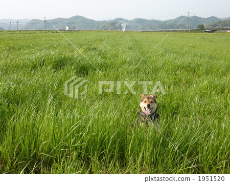 grass field, grassland, grasslands 1951520