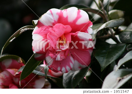 Camellia Camellia 1951547