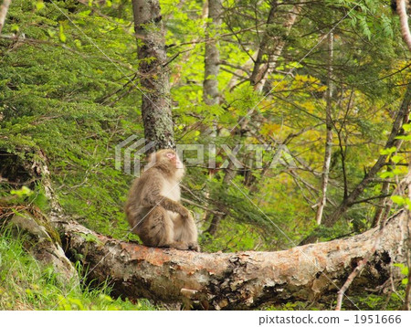Japanese macaques Japanese macaques 1951666