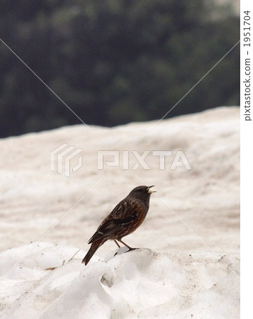 Iwate bali on the snow 1951704
