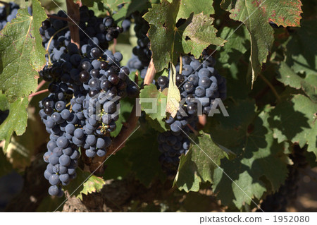 普羅旺斯的釀酒廠 1952080