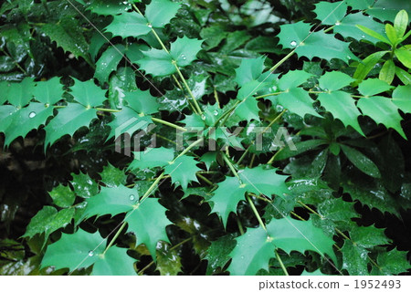 蕨綠色葉子擊退雨粒Niri葉子 蕨綠色葉子擊退雨粒Niri葉子 1952493