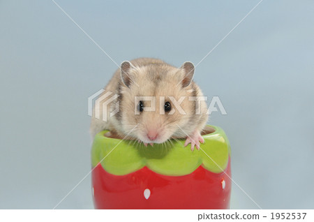 Ichigo Cup's cute hamster Ichigo Cup's cute hamster 1952537
