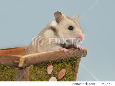 A hamster looking through a nest box 1952539