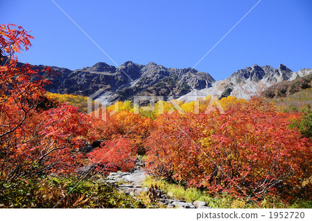Fall curl in autumn 1952720