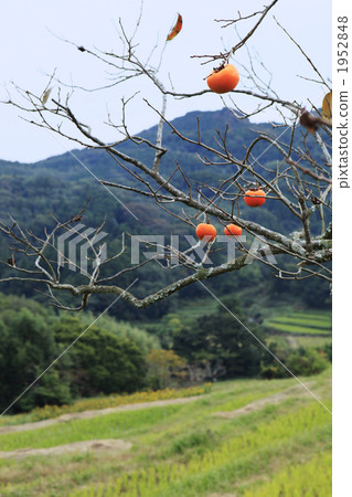 Rural persimmon Rural persimmon 1952848