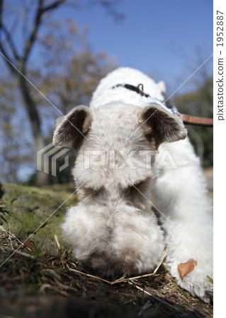 Wire, Fox, Terrier Wire, Fox, Terrier 1952887