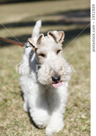 Wire, Fox, Terrier Wire, Fox, Terrier 1952889