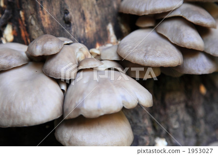 Oyster Mushroom, mushroom, mushrooms 1953027