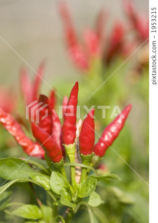 辣椒農場 辣椒農場 1953215