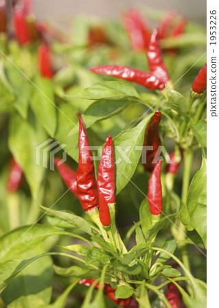 Pepper farm Pepper farm 1953226