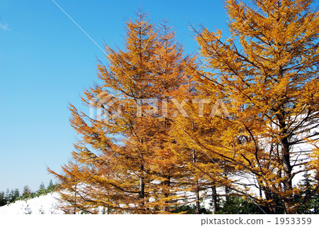 Lychee yellow leaves 1953359