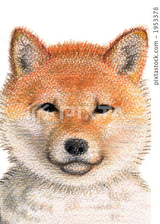 Shiba Inu / Japanese dog "shiba" 1953378