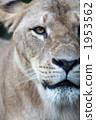 Looking Lion 1953562