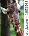 Gazing at giraffe 01 1953563