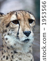 Looking cheetah 03 1953566