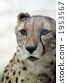 Looking cheetah 01 1953567