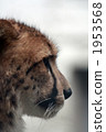 Looking cheetah 04 1953568