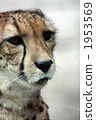 Looking cheetah 02 1953569