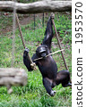 Chimpanzee Tarzan 1953570