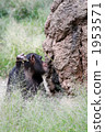 Chimpanzees to feed with tools 04 1953571