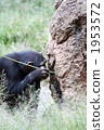 Chimpanzees to feed with tools 01 1953572