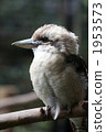 Twilight Warai kingfisher 1953573