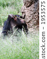 Chimpanzees to feed with tools 03 1953575