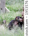Chimpanzees to feed with tools 02 1953576