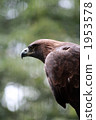 Eagle aiming at prey 02 1953578