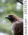 Eagle aiming at prey 01 1953579