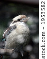 Looking up Wrawai kingfisher 1953582