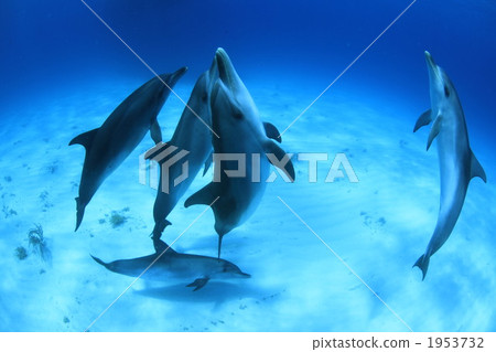 四隻泰國馬鯖魚海豚 四隻泰國馬鯖魚海豚 1953732