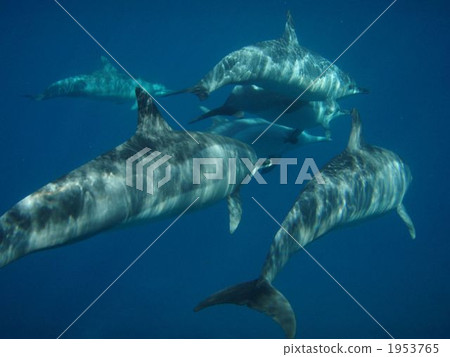 Hashinaga dolphin 1953765