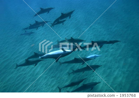 Hashinaga dolphin Hashinaga dolphin 1953768