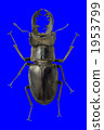 Miyamakuwagata 1953799