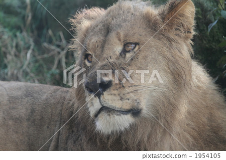 king of beasts, felidae, terrestrial animal 1954105