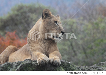 百獸之王 豹 貓科 1954114