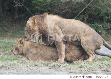 king of beasts, felidae, terrestrial animal 1954124