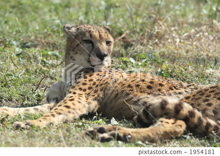 地面上最快的獵人 1954181