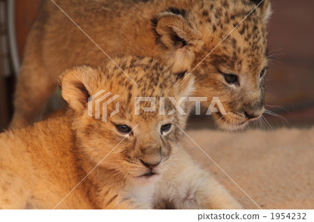terrestrial animal, land mammals, lion 1954232